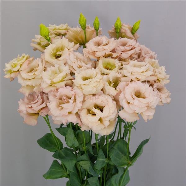 Lisianthus