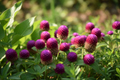 Gomphrena