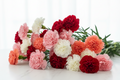 Œillets / carnations