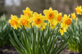 Jonquilles