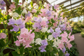 Sweet peas