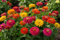Marguerites
